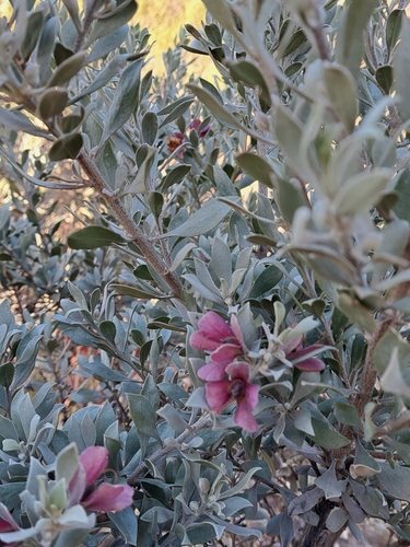 Eremophila platycalyx