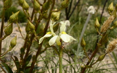 Moraea angusta