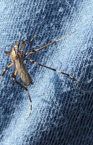 Photo of Gallinipper (Psorophora ciliata)