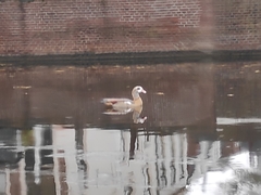 Alopochen aegyptiaca