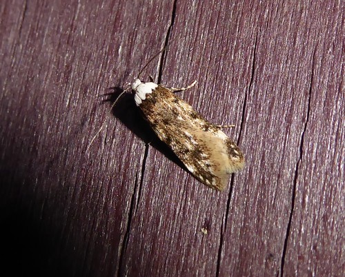 White-shouldered House Moth