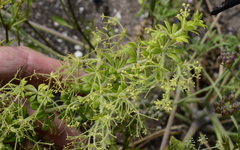 Galium tomentosum