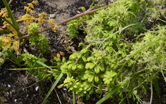 Galium tomentosum