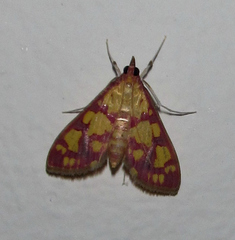 Stenochora lancinalis