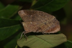 Phyllochoreia