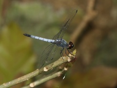 Brachydiplax sobrina