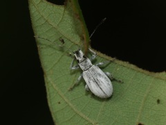 Cyphicerini