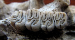 Thryonomys swinderianus