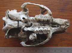 Thryonomys swinderianus