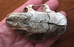 Thryonomys swinderianus