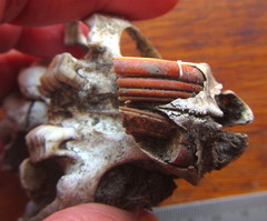 Thryonomys swinderianus