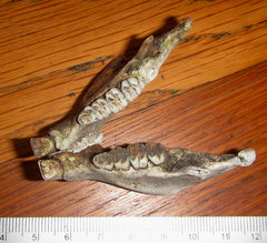 Thryonomys swinderianus