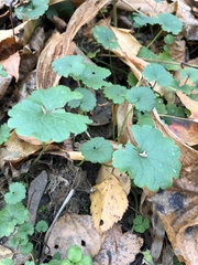 Glechoma hederacea