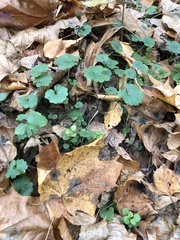 Glechoma hederacea