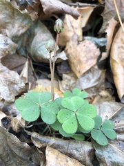 Oxalis acetosella
