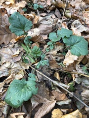 Geum urbanum