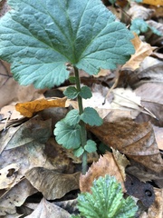Geum urbanum