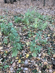 Urtica dioica