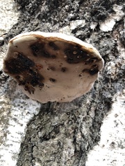 Fomes fomentarius