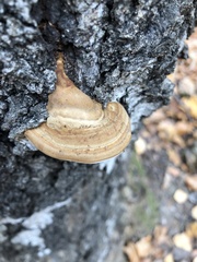 Fomes fomentarius