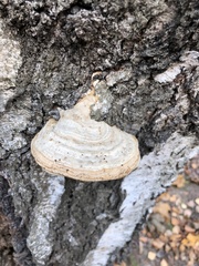 Fomes fomentarius