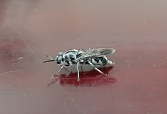 Nigritomyia