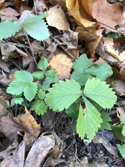Fragaria vesca