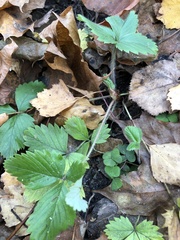Fragaria vesca