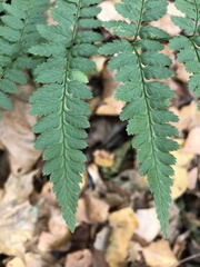 Dryopteris carthusiana