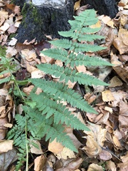 Dryopteris carthusiana