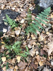 Dryopteris carthusiana