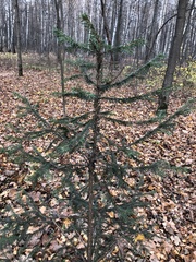 Picea abies