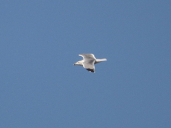 Larus armenicus