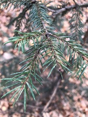 Picea abies