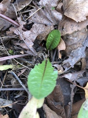 Taraxacum officinale