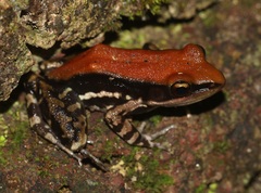 Hydrophylax bahuvistara