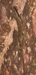 Hemidactylus prashadi