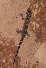 Hemidactylus prashadi