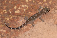 Hemidactylus prashadi