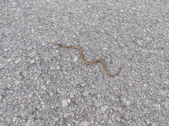 Macroprotodon mauritanicus