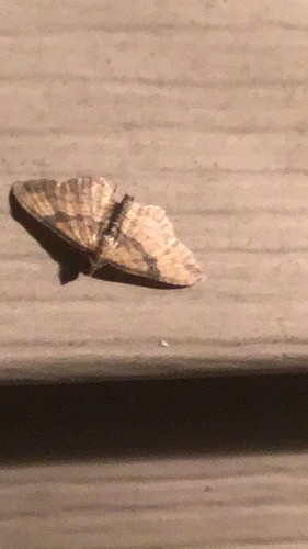 Gem Moth photo 5