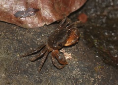 Gecarcinucidae