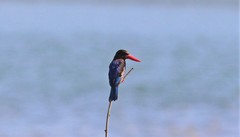 Halcyon cyanoventris