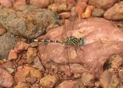 Paragomphus lineatus