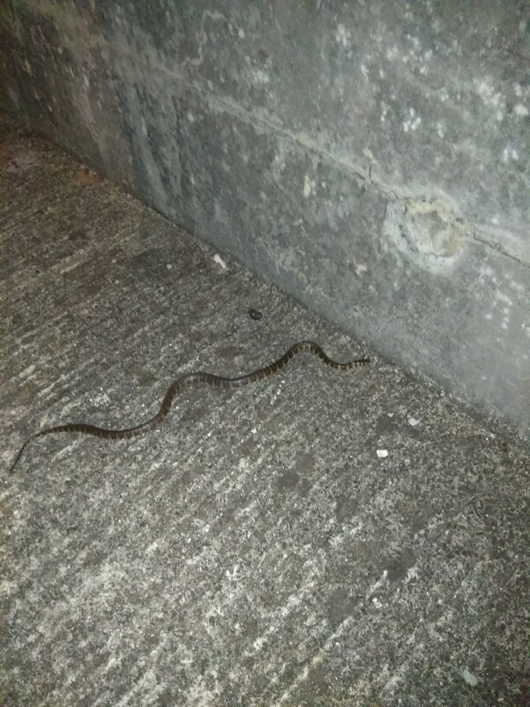 Hainanese Stream Snake