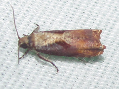Episimus tyrius