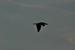 Phalacrocorax carbo
