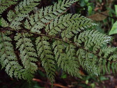 Polystichum silvaticum
