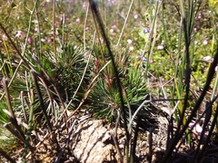 Stylidium lineare