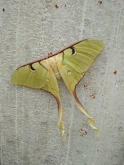 Actias maenas